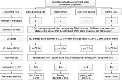 Interactive responses of root and shoot of camphor tree (Cinnamomum camphora L.) to asymmetric disturbance treatments